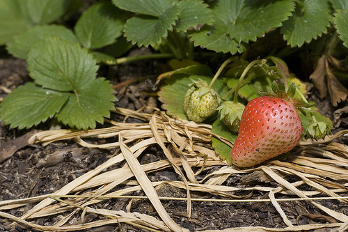 Strawberries growing in my garden