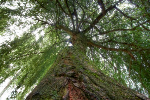 4-6-11-oxford-tree