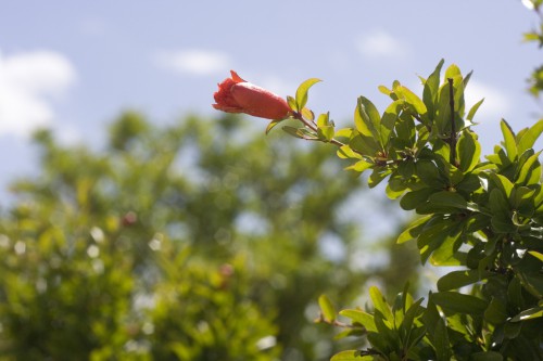6-21-10 pomegranate flower