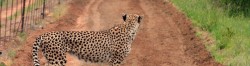 Cheetah